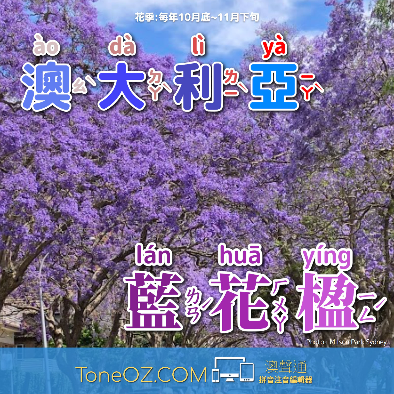 澳洲最美麗的花季本週正式開跑!